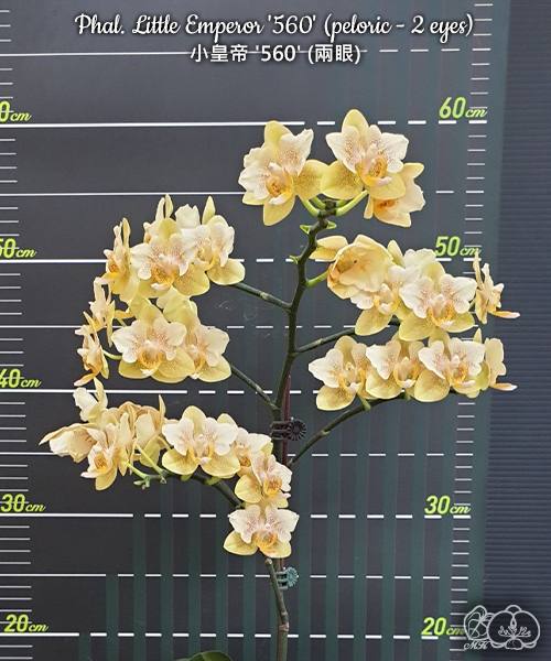 Phal. Little Emperor 560 — изображение 3