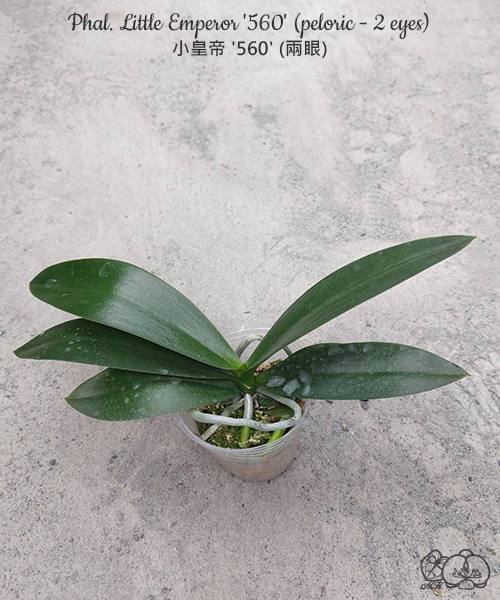 Phal. Little Emperor 560 — изображение 4