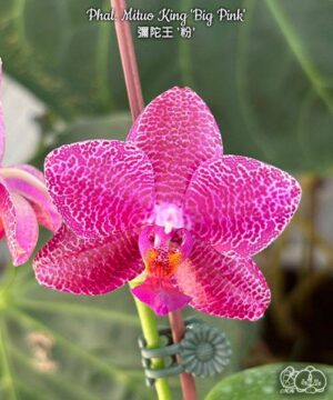 Phal. Mituo King Big Pink