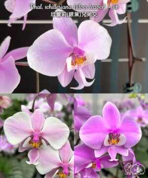 Phal. Schilleriana Silver leaves sib