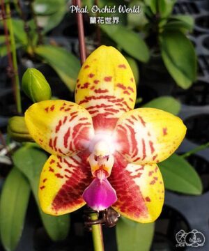 Phal. Orchid World