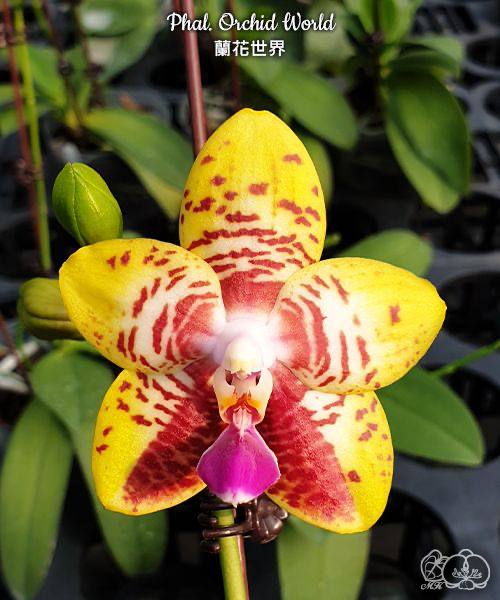 Phal. Orchid World