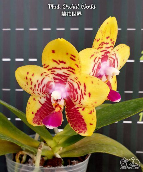Phal. Orchid World — изображение 2