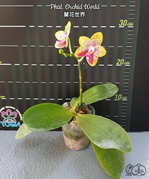 Phal. Orchid World — изображение 3