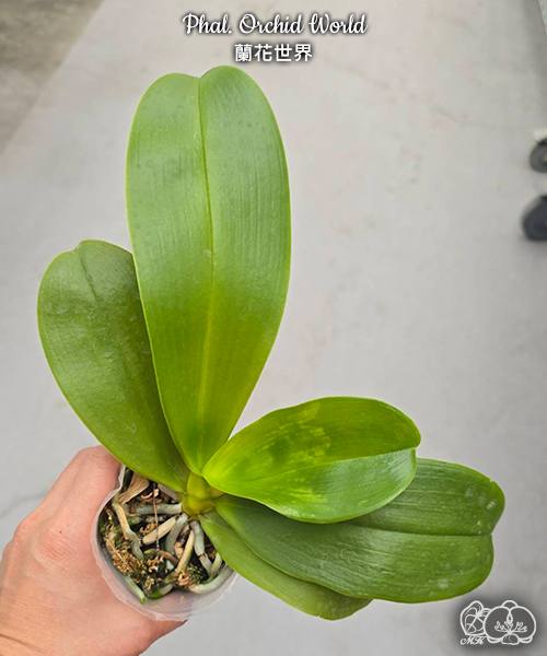 Phal. Orchid World — изображение 4