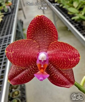 Phal. LD Sun Dragon