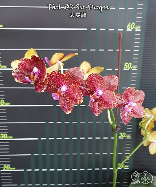 Phal. LD Sun Dragon — изображение 2
