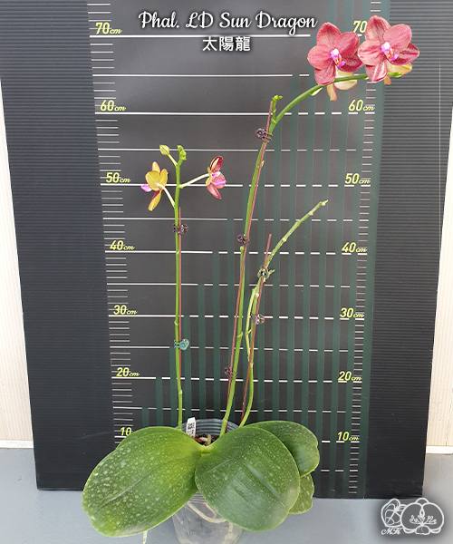Phal. LD Sun Dragon — изображение 3