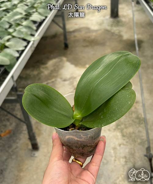 Phal. LD Sun Dragon — изображение 4