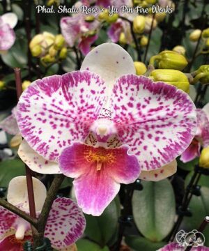 Phal. Shalu Rose × Yu Pin Fire Works