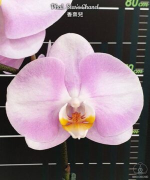 Phal. Star's Chanel