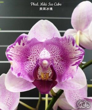 Phal. Miki Ice Cube