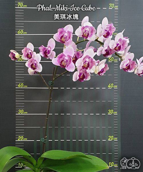 Phal. Miki Ice Cube — изображение 2