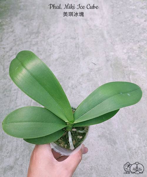 Phal. Miki Ice Cube — изображение 3
