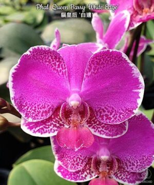 Phal. Queen Barry White Edge