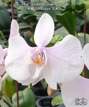 Phal. amabilis Surabaya sib