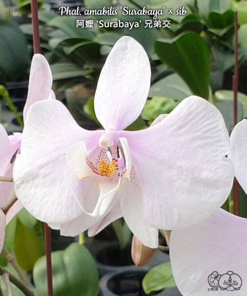 Phal. amabilis Surabaya sib