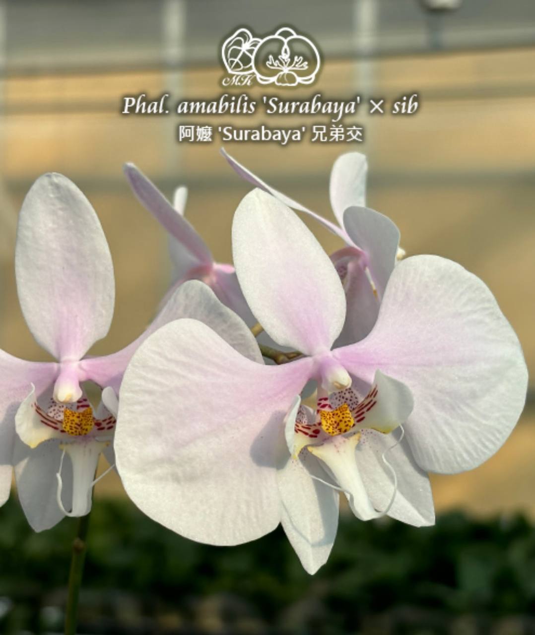 Phal. amabilis Surabaya sib — изображение 2