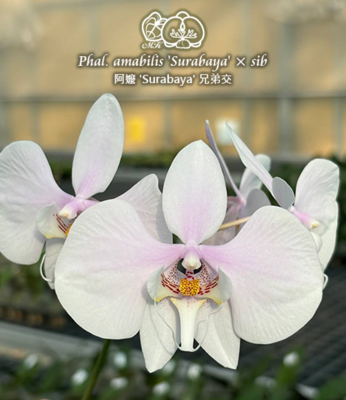 Phal. amabilis Surabaya sib — изображение 3