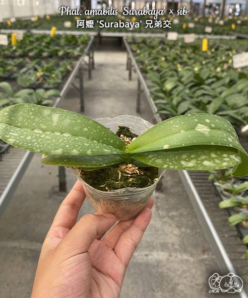 Phal. amabilis Surabaya sib — изображение 4