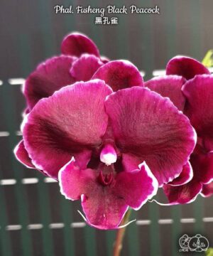 Phal. Fusheng Black Peacock