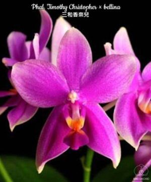 Phal. Timothy Christopher bellina