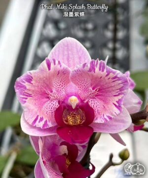 Phal. Miki Splash Butterfly