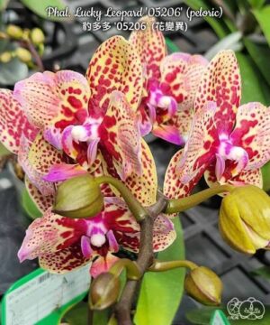 Phal. Lucky Leopard 05206 peloric