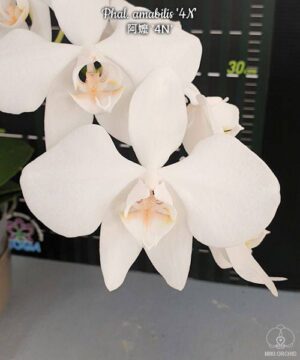 Phal. amabilis 4N