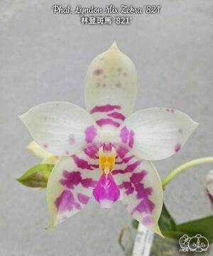Phal. Lyndon Mix Zebra 821