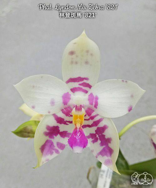 Phal. Lyndon Mix Zebra 821