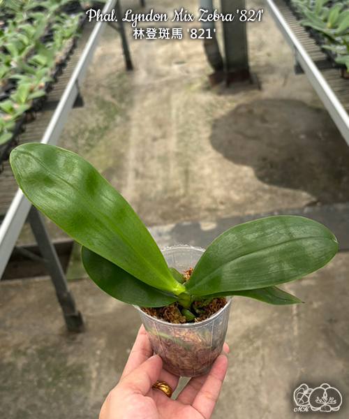 Phal. Lyndon Mix Zebra 821 — изображение 2
