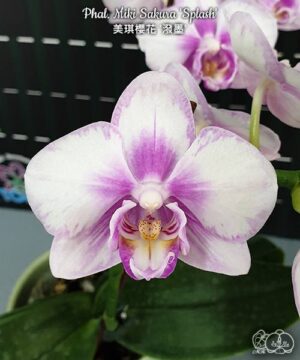Phal Miki Sakura Splash