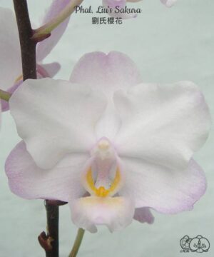 Phal. Liu's Sakura