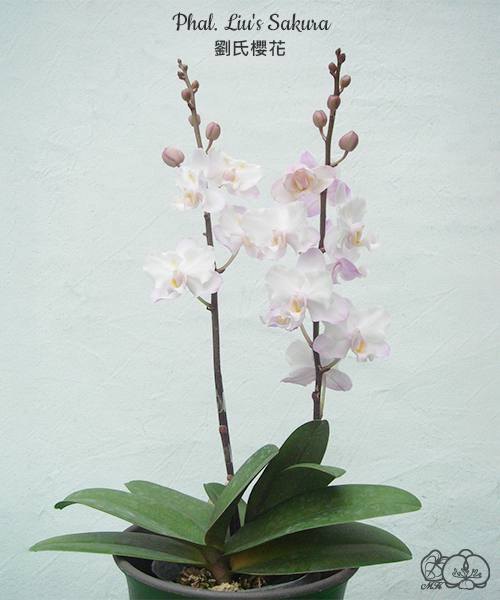 Phal. Liu's Sakura — изображение 2