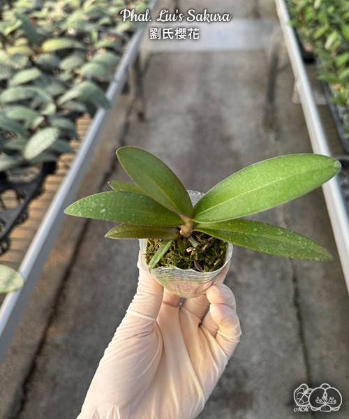 Phal. Liu's Sakura — изображение 3