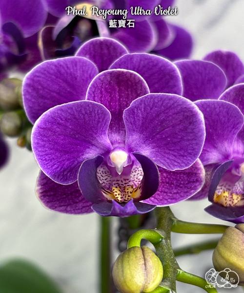 Phal. Reyoung Ultra Violet