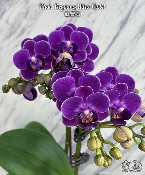 Phal. Reyoung Ultra Violet — изображение 2