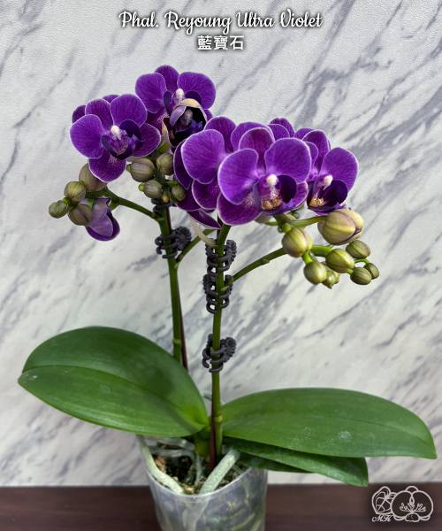 Phal. Reyoung Ultra Violet — изображение 3