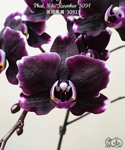 Phal. Miki Kuroshio — изображение 2