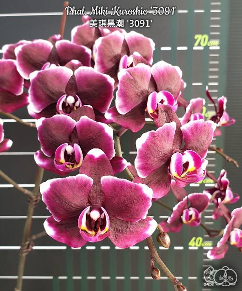 Phal. Miki Kuroshio — изображение 3