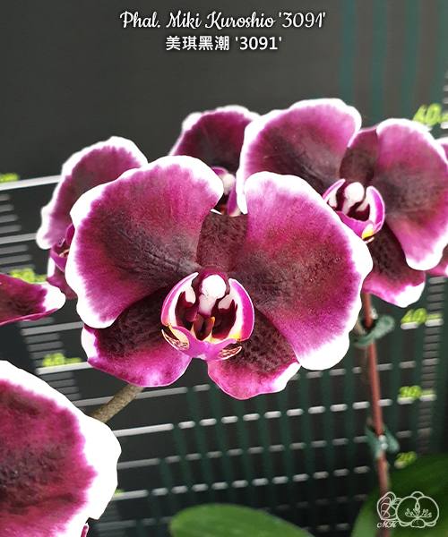Phal. Miki Kuroshio