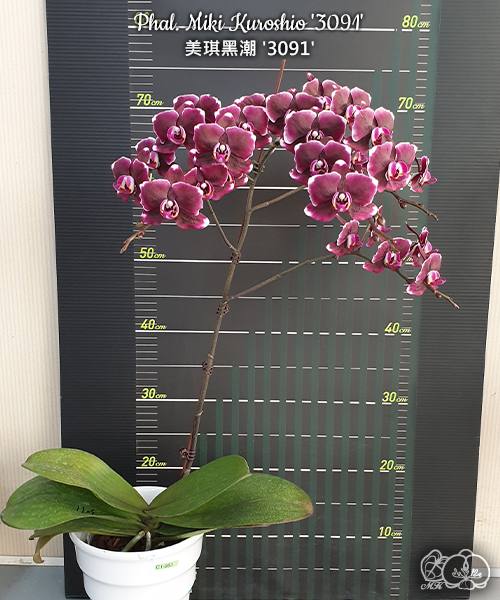 Phal. Miki Kuroshio — изображение 4