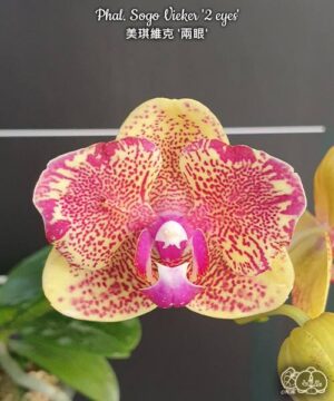 Phal. Sogo Vieker 2 eyes