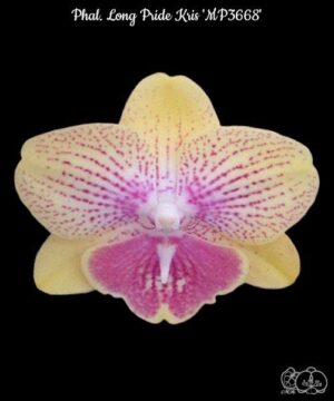 Phal. Long Pride Kris MP3668