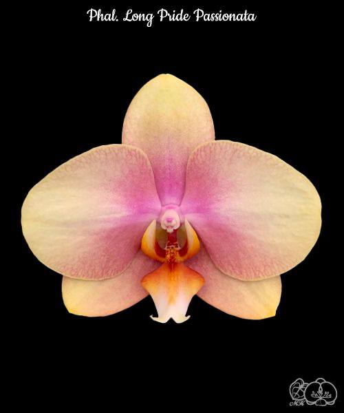 Phal. Long Pride Passionata