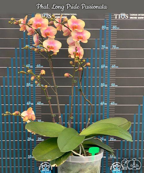 Phal. Long Pride Passionata — изображение 2