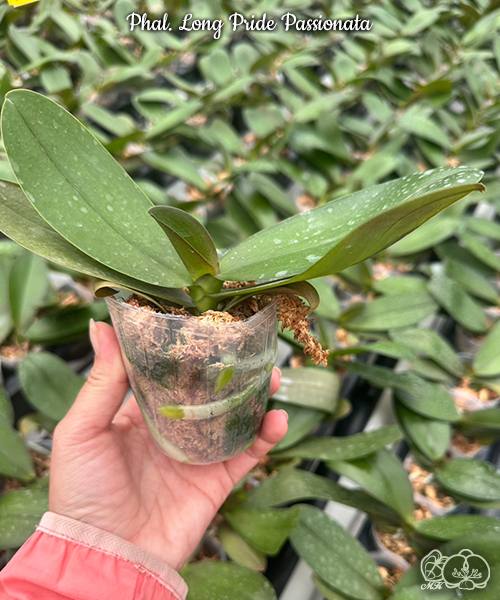Phal. Long Pride Passionata — изображение 3