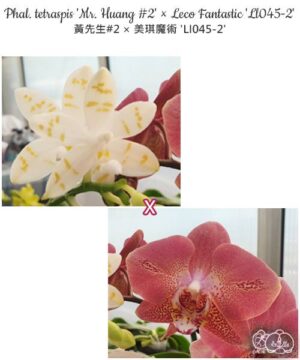 Phal. tetraspis Mr Huang 2' Leco Fantastic Ll045 2