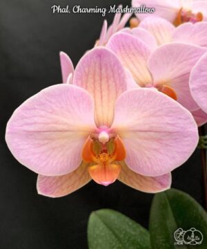 Phal. Charming Marshmallow